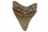 Serrated, Fossil Megalodon Tooth - North Carolina #344071-1